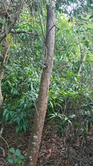 Hura polyandra