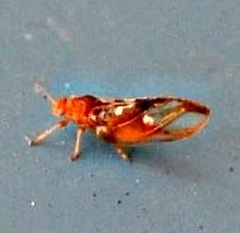 Phylloplecta tripunctata