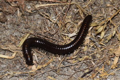 Acanthoiulus fuscipes