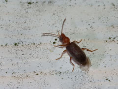 Notoxus murinipennis