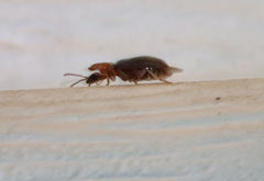 Notoxus murinipennis