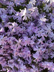 Phlox subulata