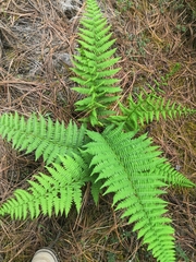Polypodiopsida