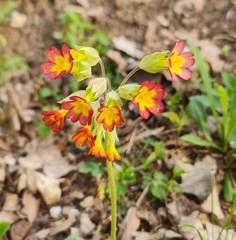 Primula × polyantha