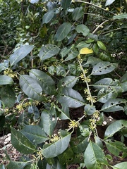 Cestrum citrifolium