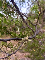 Larrea cuneifolia
