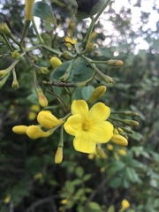 Chrysojasminum