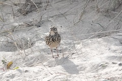 Anthus pratensis