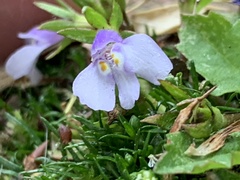 Mazus pumilus