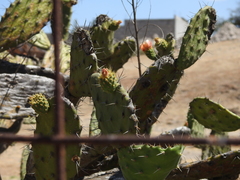 Opuntia atropes