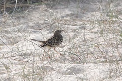 Anthus pratensis