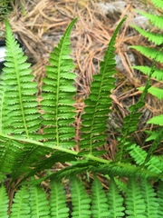 Polypodiopsida