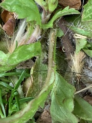 Mazus pumilus