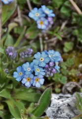 Myosotis graui