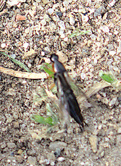 Philonthus marginatus