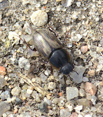 Melinopterus prodromus