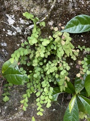 Adiantum fragile
