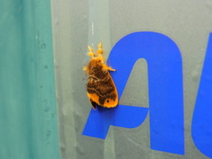 Arna pseudoconspersa