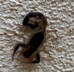 Centruroides fulvipes