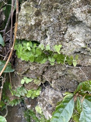 Marcgravia rectiflora