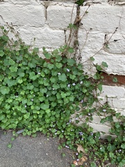 Cymbalaria muralis