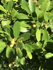 Ficus natalensis