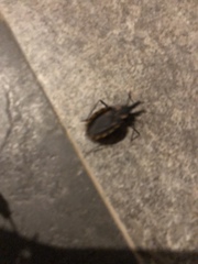 Triatoma longipennis