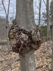 Neonectria ditissima