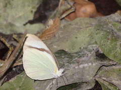 Itaballia demophile centralis