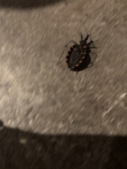 Triatoma longipennis