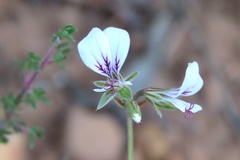 Pelargonium