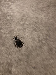 Triatoma longipennis