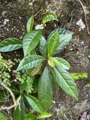 Gesneria pedunculosa