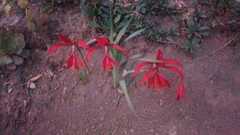 Crinum zeylanicum