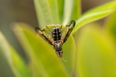 Dorycera grandis