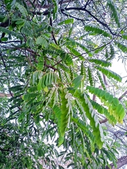 Cassia grandis
