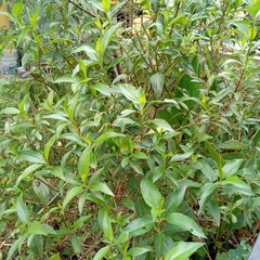 Baccharis oxyodonta