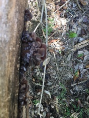 Auricularia angiospermarum