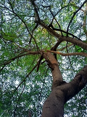 Cassia grandis