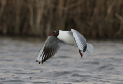 Chroicocephalus ridibundus