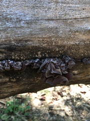 Auricularia angiospermarum
