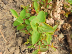 Hypericum inodorum
