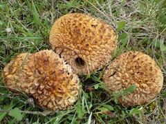 Calbovista subsculpta