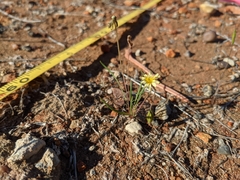 Microseris douglasii platycarpha