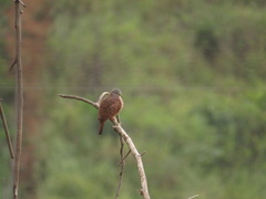 Columbina talpacoti