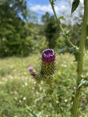 Cirsium mexicanum