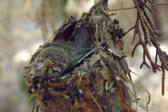 Caprimulgiformes