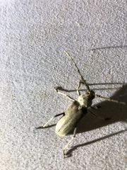 Gnaphalodes trachyderoides