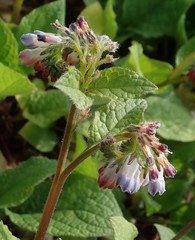 Symphytum × hidcotense