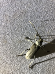 Gnaphalodes trachyderoides